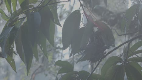 Pájaro-Carpintero-De-Cresta-Rubia-Comer-A-Cámara-Lenta