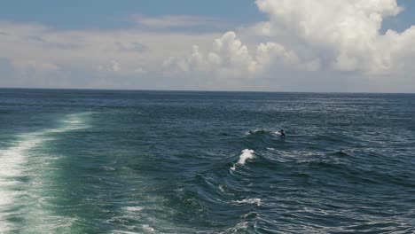 Una-Toma-En-Cámara-Lenta-De-Delfines-Saltando-Una-Ola-Creada-Por-Un-Catamarán