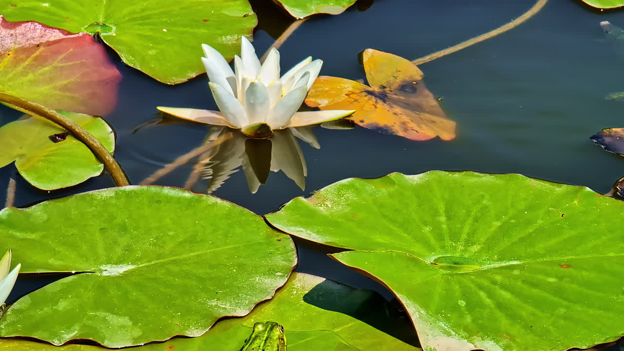 Close-up of a green frog sitting on a waterlily leaf with a white flower