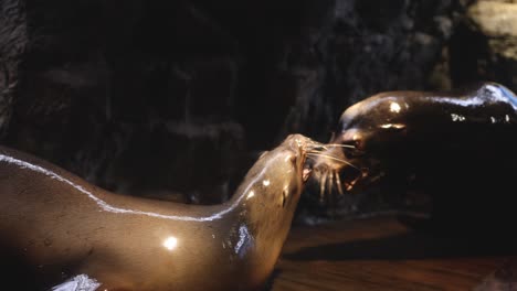 dos cachorros de foca se involucran en un juego suave