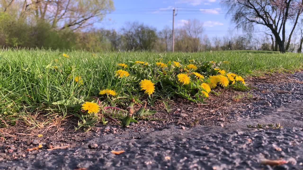 Close-up of dandelions on the edge of a walkway on a sunny day