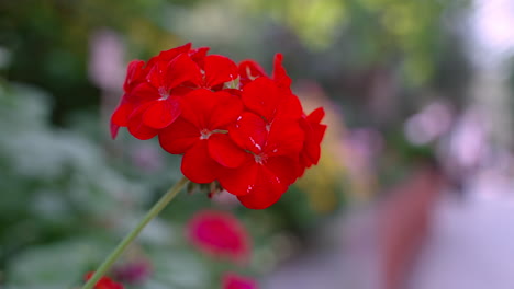 Rote-Orchideen-In-Gärten-An-Der-Bucht-In-Singapur