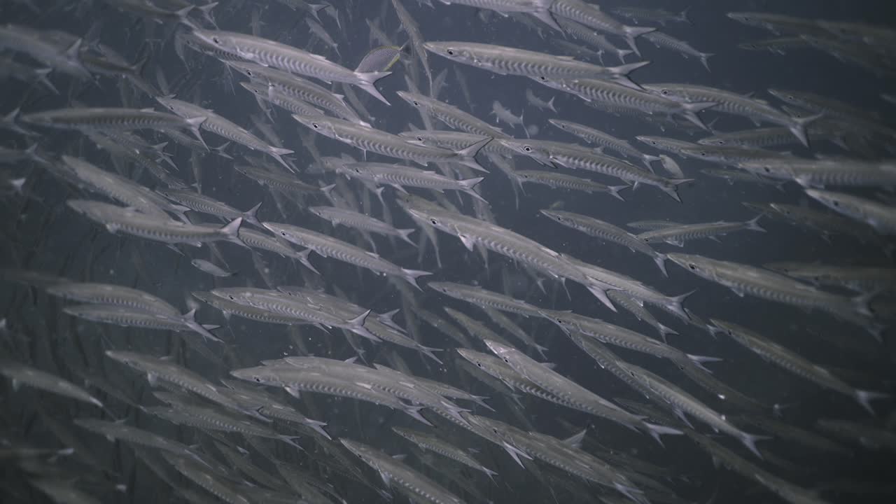 School of Barracudas Underwater
