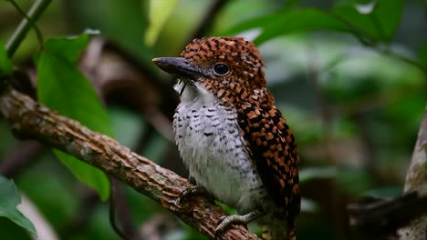 un martín pescador de árboles y una de las aves más hermosas que se encuentran en tailandia dentro de las selvas tropicales