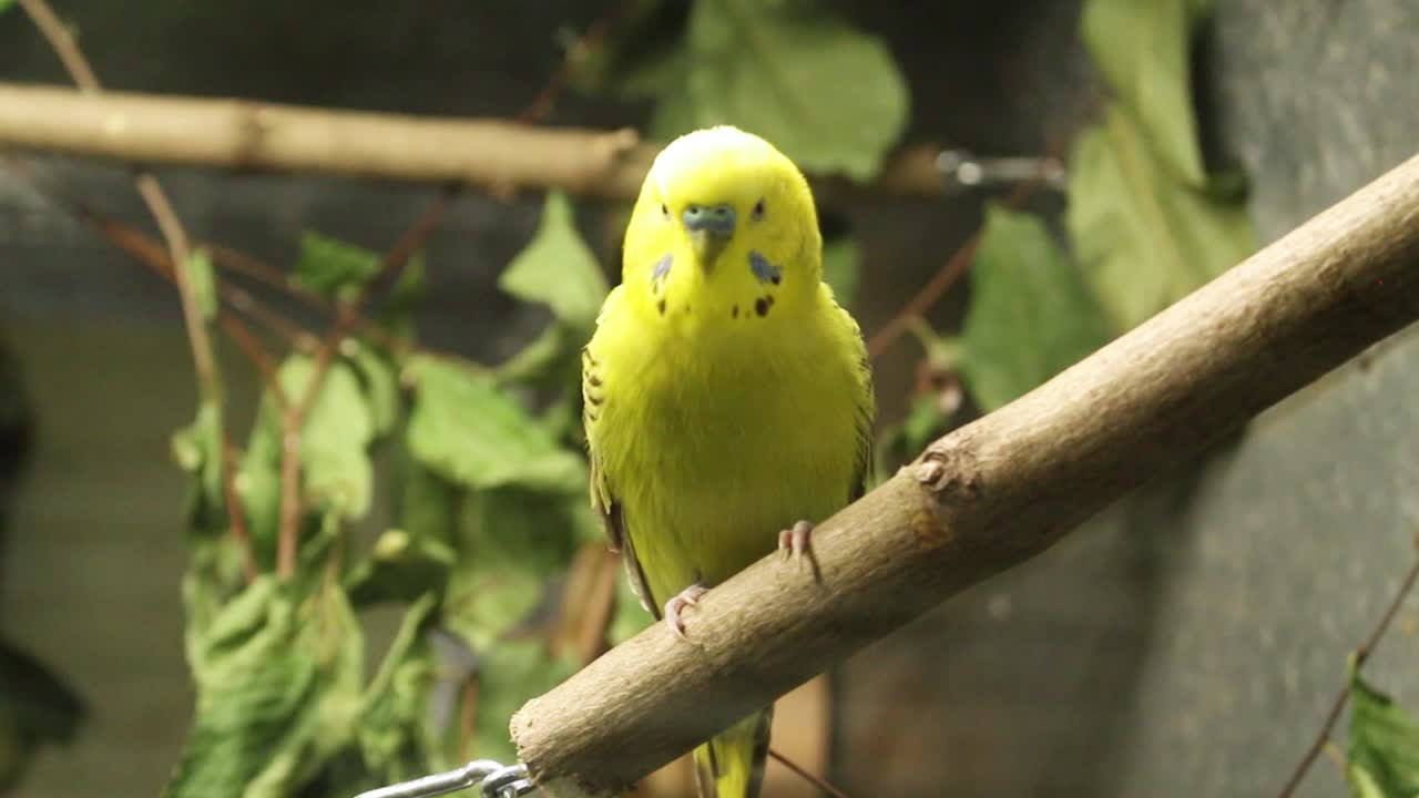 나뭇가지에 앵무새