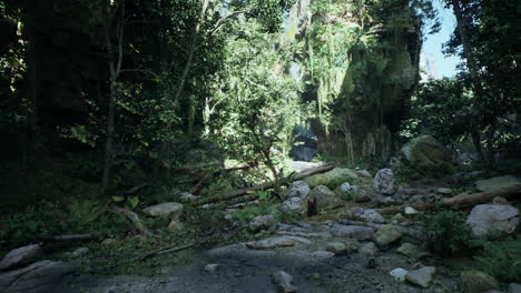 lush green forest path
