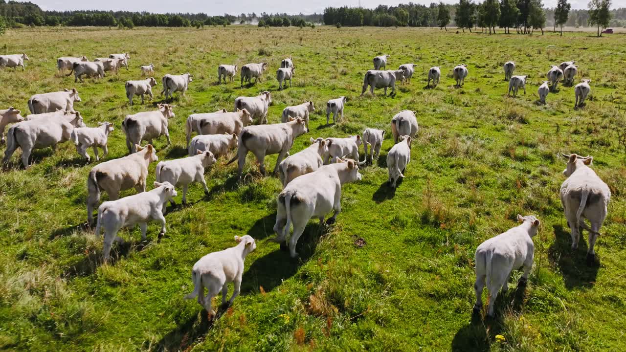 Mucche che vagano in un prato soleggiato, circondate dalla natura e dalla fresca brezza estiva
