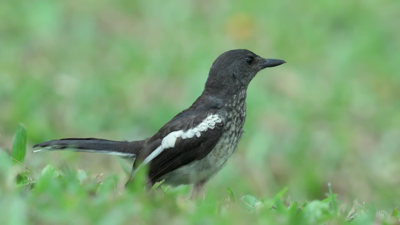 Foraging Oriental Magpie-Robin Bird On The Grassy Ground. Selective Focus Shot