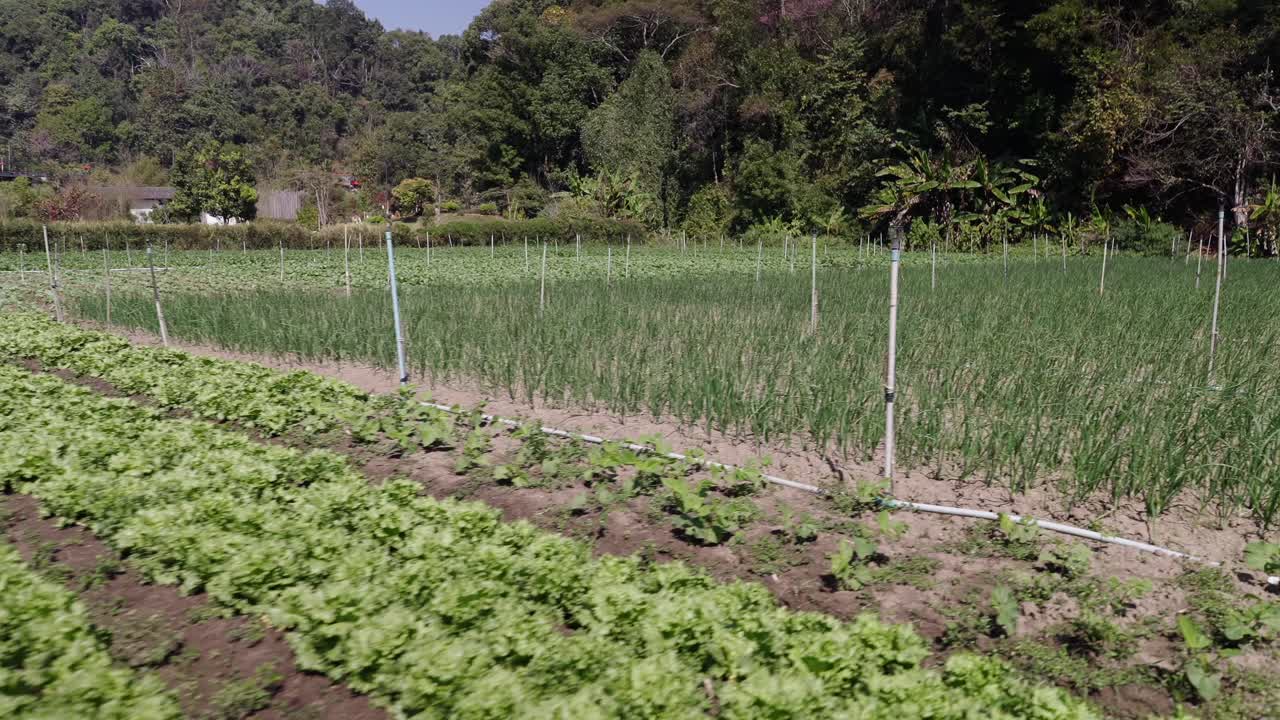 Green Cultivated Field with Lettuce and Irrigation System