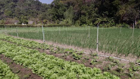 green cultivated field with lettuce and irrigation system