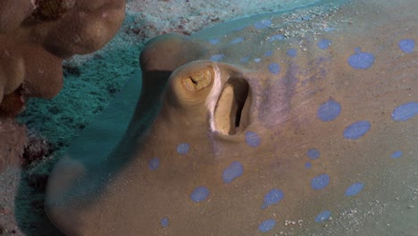 Blue-spotted-ribbontail-ray-close-up-on-coral-reef