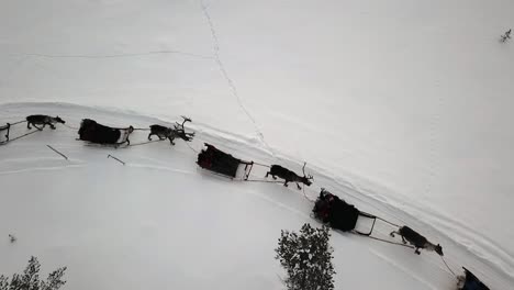 drone view of reindeer sleighride in saariselka, lapland, finland