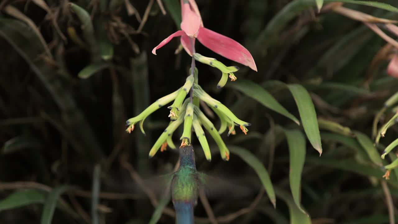 제비 꼬리 벌새는 꽃가루가 머리에 붙습니다.