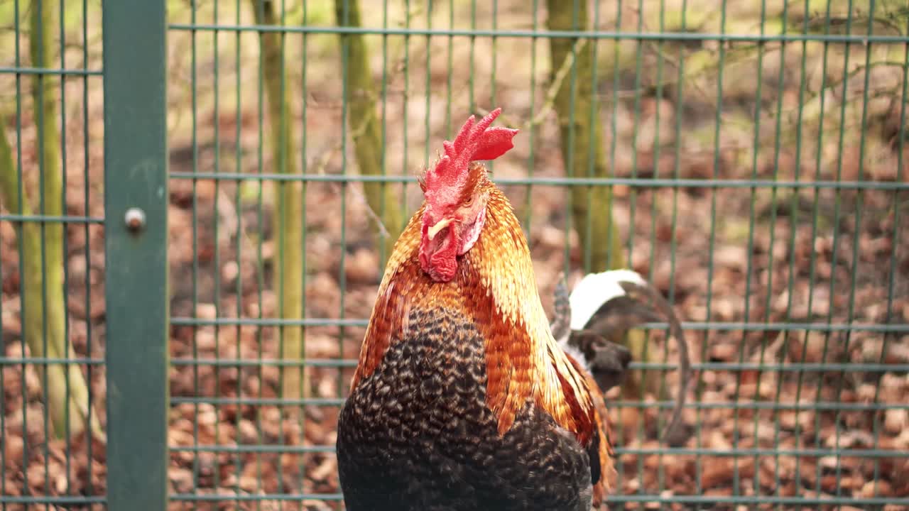 un primer plano de un gallo en una jaula