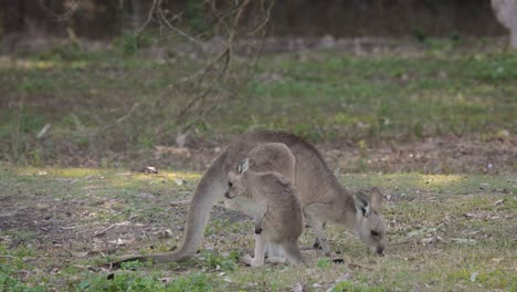 Mutter-Des-Östlichen-Grauen-Kängurus-Mit-Joey,-Coombabah-Lake-Conservation-Park,-Gold-Coast,-Queensland