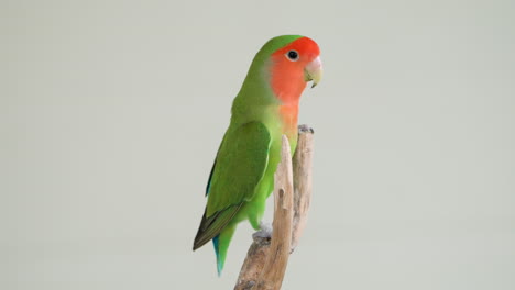 green rosy-faced lovebird or rosy-collared or peach faced lovebird on tip of twig with grey studio background