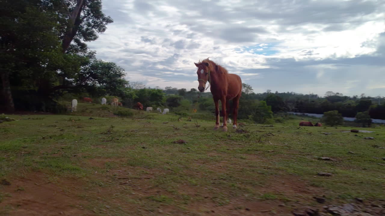 imágenes aéreas cinematográficas orbitando a un caballo en un campo cubierto de hierba en una granja rodeado de otros caballos, avión no tripulado