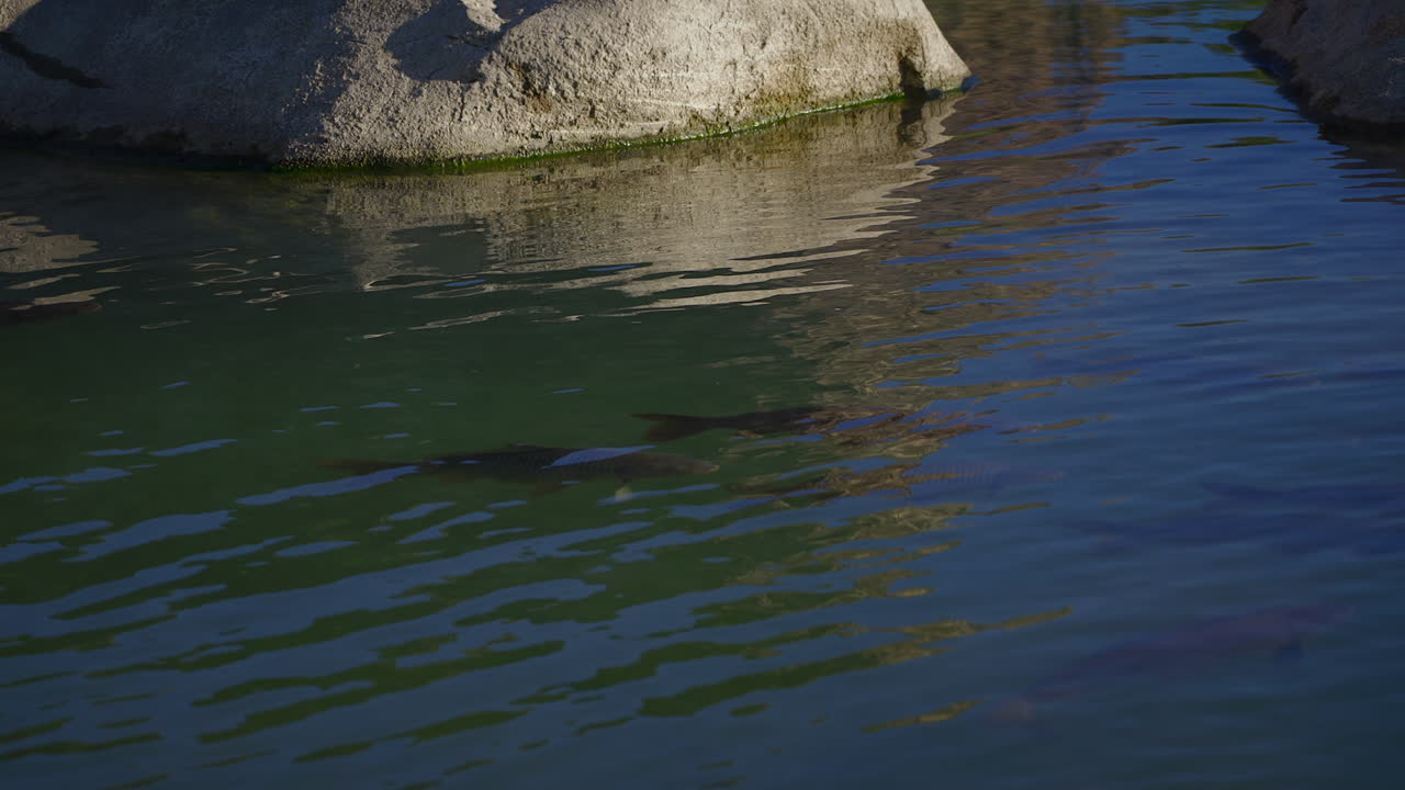 Freshwater River With Fishes On Clear Surface Water. Static Shot