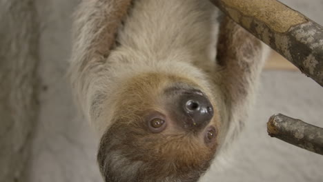 a two toed sloth hanging in a tree close to the camera slow motion cinematic