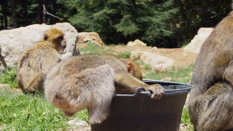 imágenes de 4k de macaco de barbary, macaca sylvanus-2