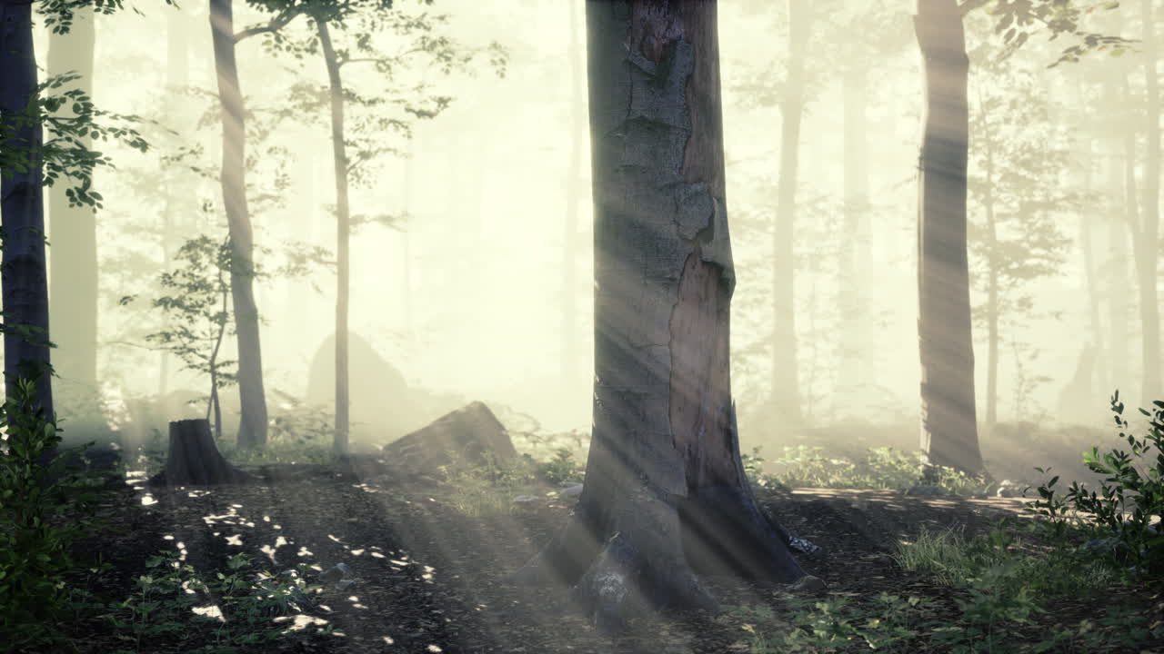 sunlight in the green forest in fog at spring time