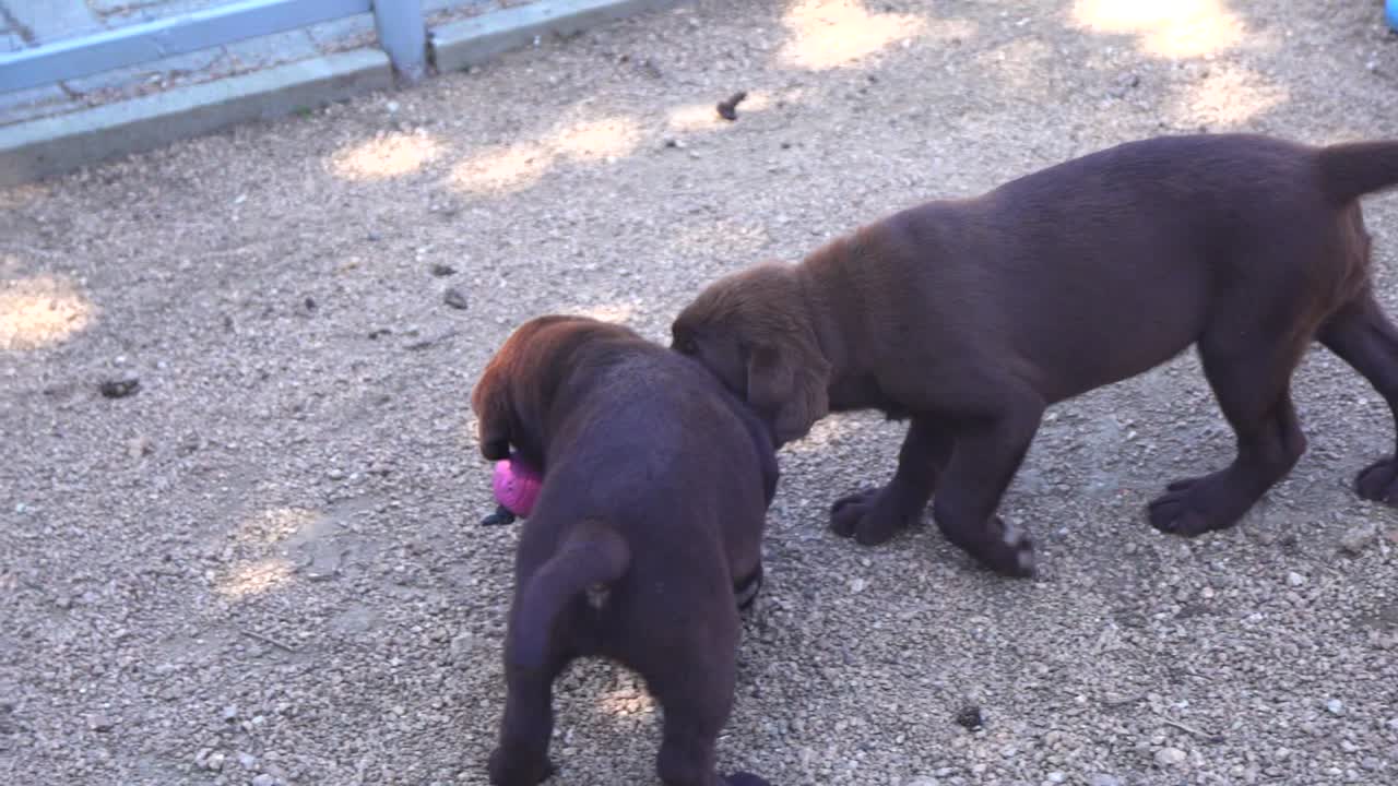 Two purebred labrador retriever puppies playing and pulling with a toy ball