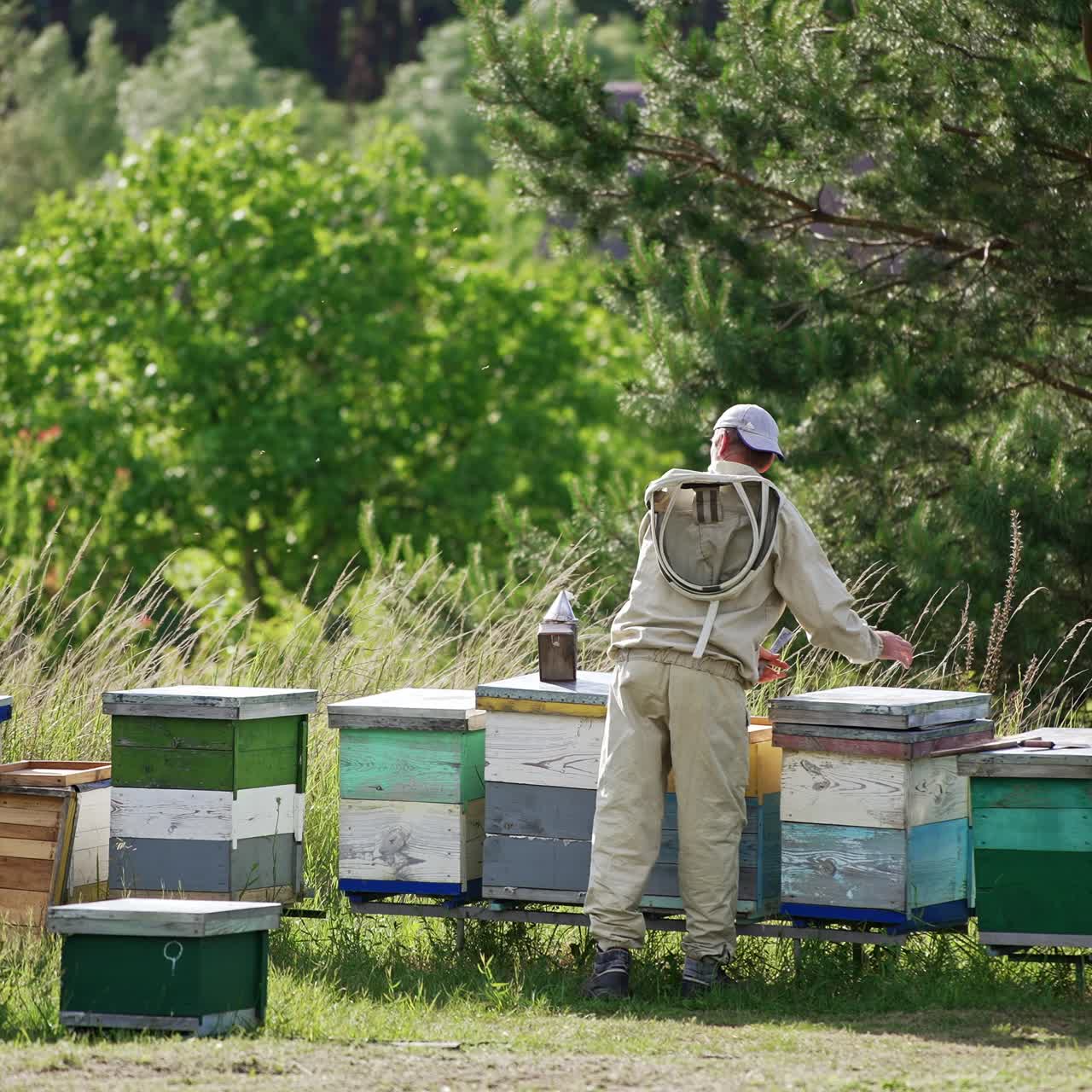 Male apiarist standing near the hives at bee farm. Little rural apiary in the nature. Beekeeper opens the lid of the hive to check it