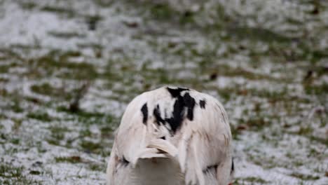 Patos-En-La-Nieve-En-El-Parque-En-Invierno