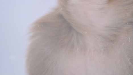 붉은 털 원숭이 원숭이 야생 원숭이의 초상화