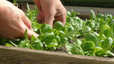 hands picking spinach leaves from garden pallet collar grow