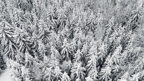 aerial tilt up shot of snowy frozen spruce forest during snowfall in nature during bright sunny day