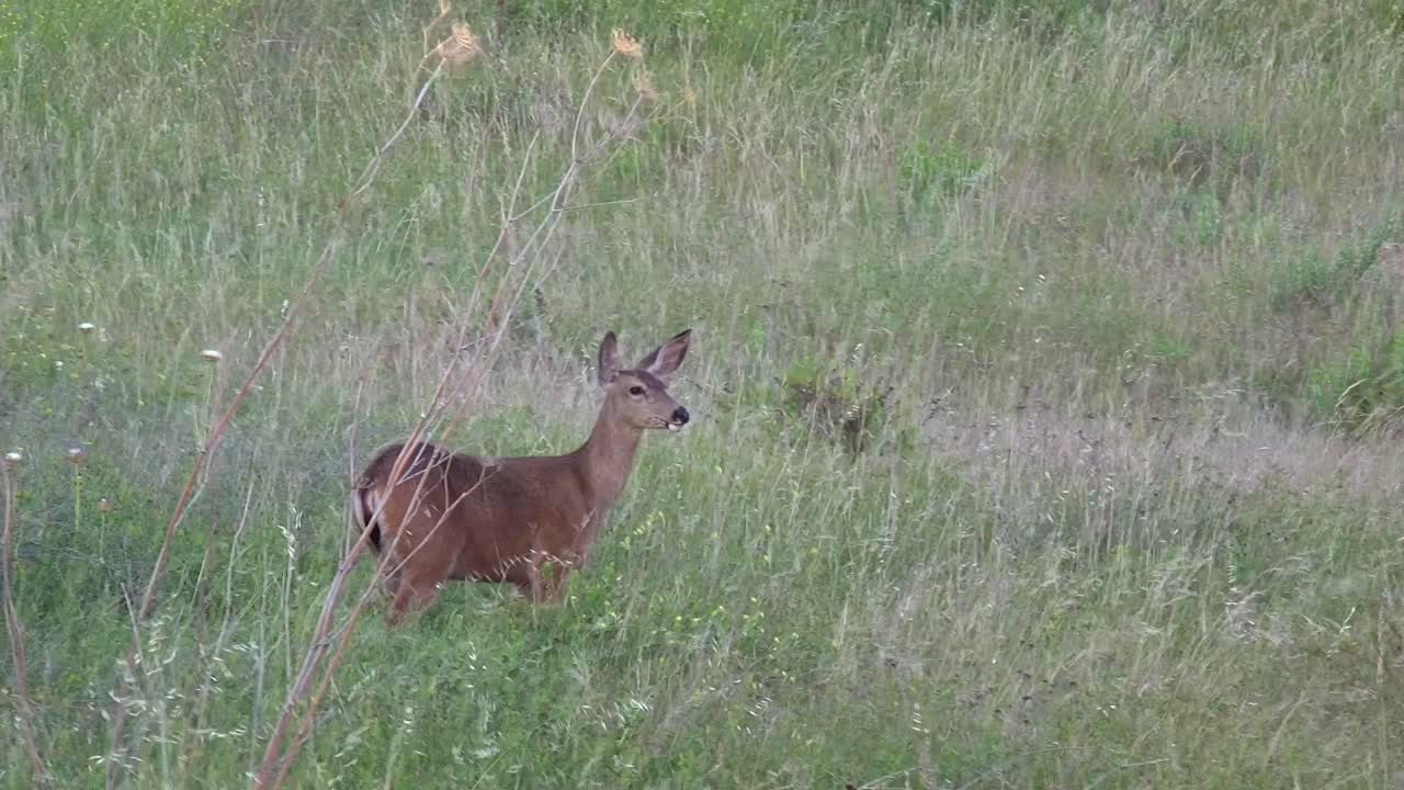 un ciervo mira hacia arriba mientras come en la hierba salvaje que sopla el viento en un rancho en santa ynez santa barbara california