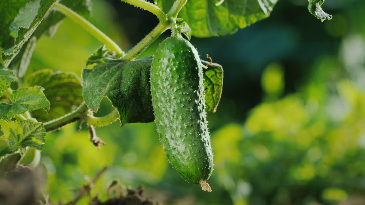 농부의 손이 오이를 따다