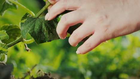 farmer's hand plucks cucumber