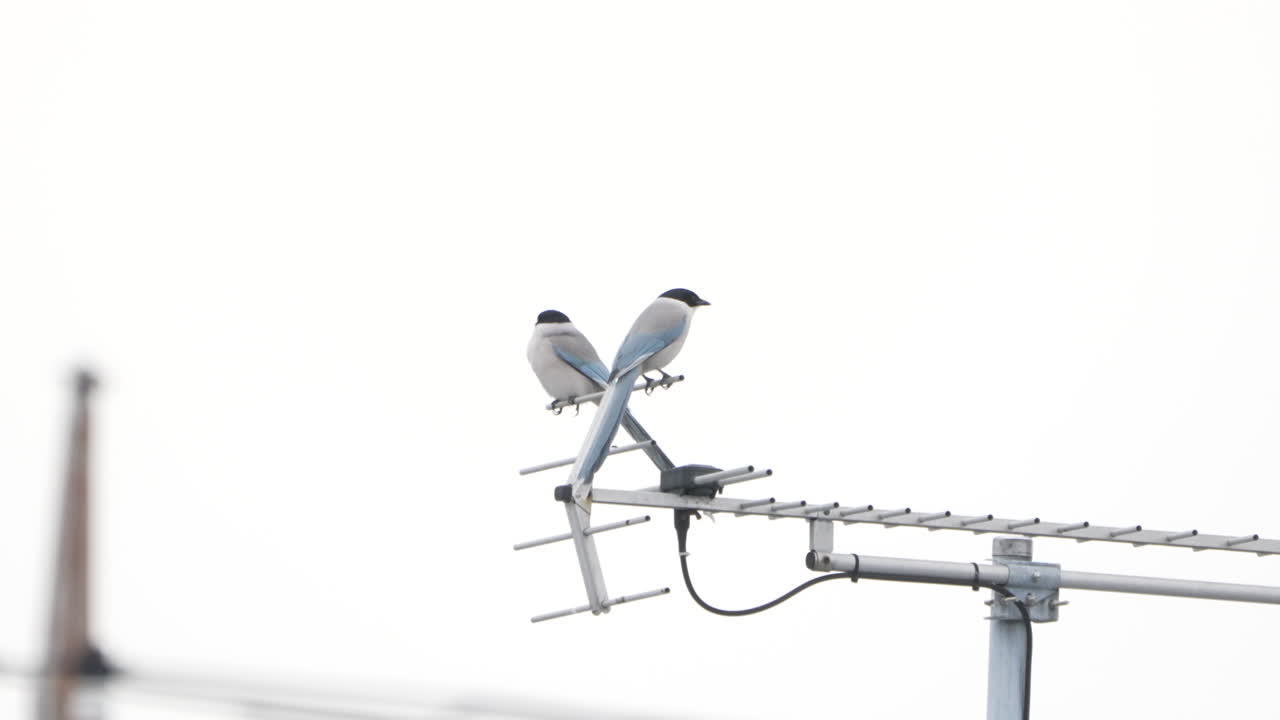 하늘색 날개 달린 까치 한 쌍이 밝은 하늘을 배경으로 안테나에 앉아 일본 도쿄로 날아갑니다.