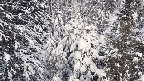 The-trees-are-covered-with-snow-in-Brampton,-Ontario,-Canada