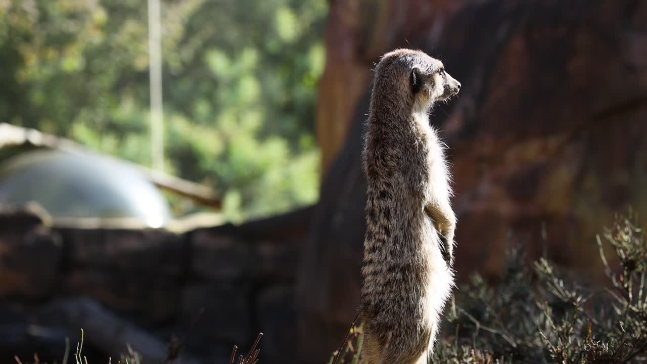 una suricata está alerta, observando el entorno