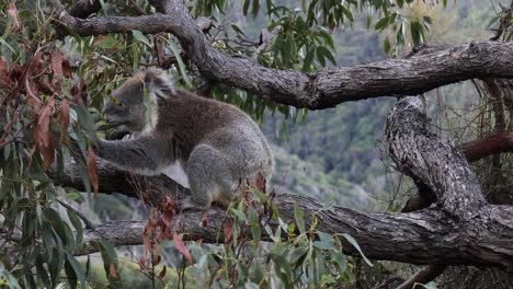 koala resting on a tree trunk and eating eucalyptus leaves