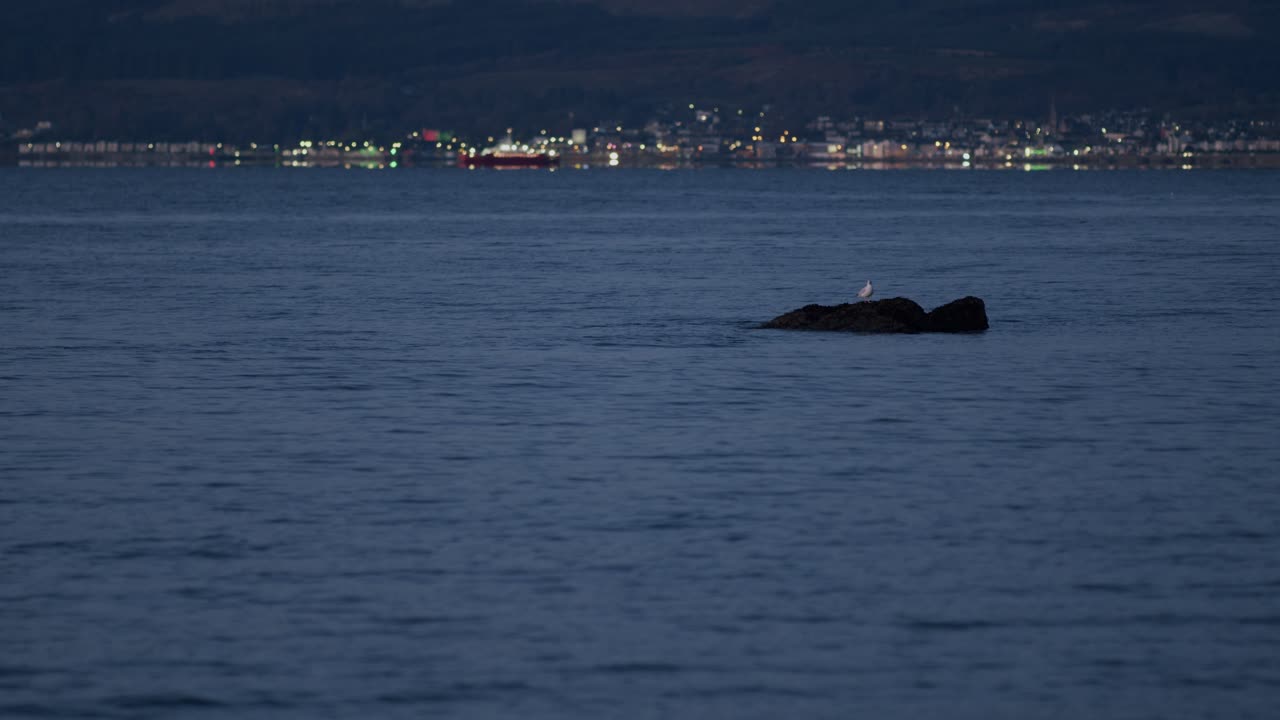 Dusk Seascape with Distant City Lights and Bird on Rock