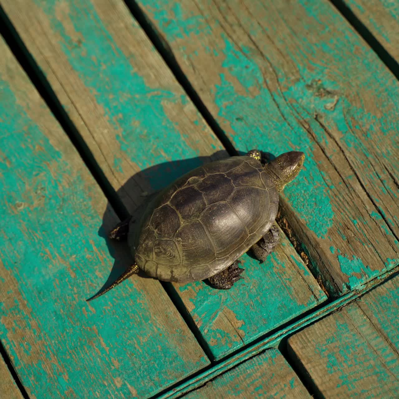 Tortoise walking on wooden bridge. Turtle jumps into the water in the river. River tortoise walking away to water.