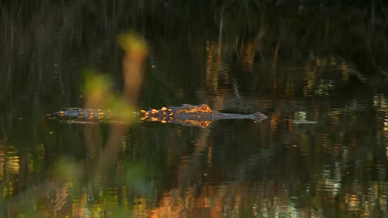 An alligator gliding through the serene waters of Okefenokee Swamp during a stunning sunset. The warm golden light reflects off the water, creating a tranquil scene ideal for nature lovers
