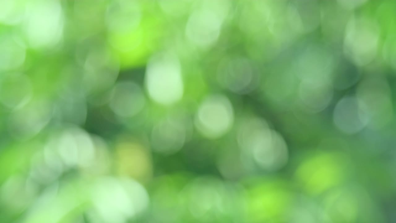 fondo biológico, abstracto follaje borroso luz solar brillante