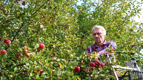 farmer picking ripe apples from higher branches of a tree. adult grey-haired man standing on the step ladder and gathering harvest.