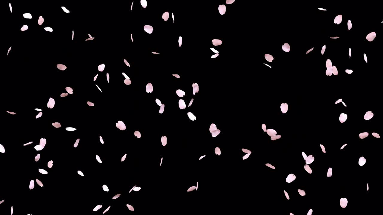 체리 꽃 잎과 함께 루프 애니메이션