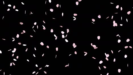 animación de bucle con pétalos de flor de cerezo
