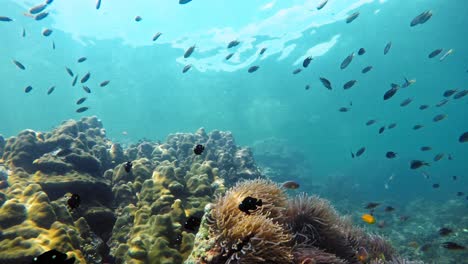 Toma-Submarina-De-Peces,-Corales-Y-Anémonas-En-El-Mar-De-Andaman