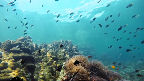 toma submarina de peces, corales y anémonas en el mar de andaman
