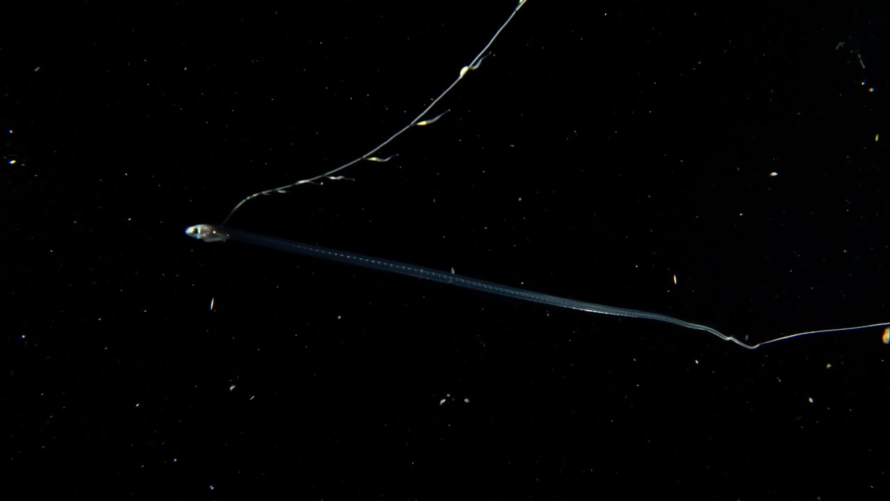 Pesce perla larvale che mima un sifonoforo con i suoi tentacoli.
