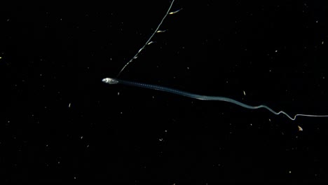 larval pearlfish mimicking a siphonophore with its tendrils