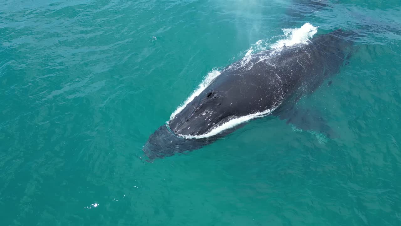 Close-up of humpback whale swimming in open sea